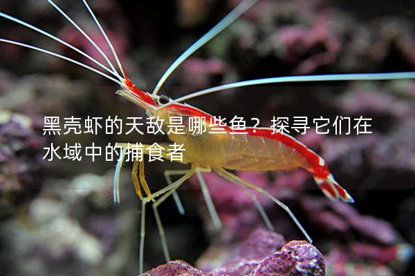 黑殼蝦的天敵是哪些魚？探尋它們在水域中的捕食者
